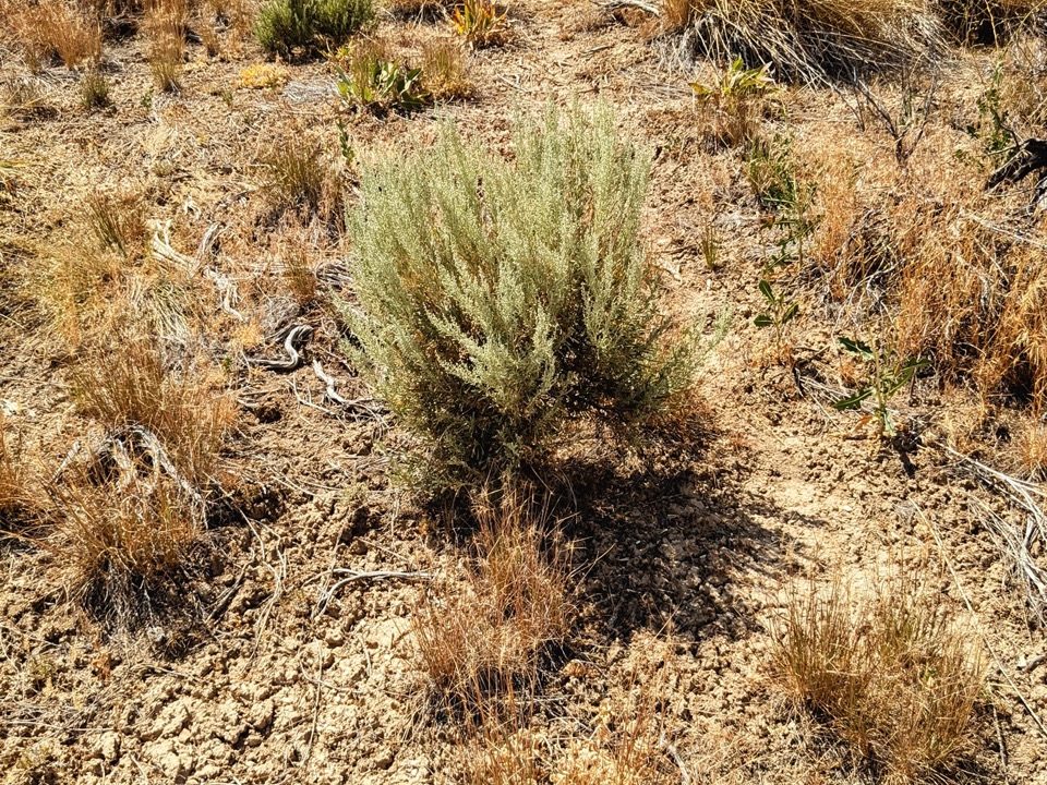 GroundPhoto5-NV-Elko-2.27ac-014-022-013-S-Syrett Large