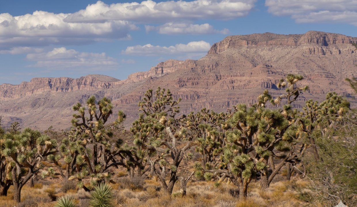 GroundPhoto27-AZ-Mohave-1.03ac-336-07-488-J-Bloss Large